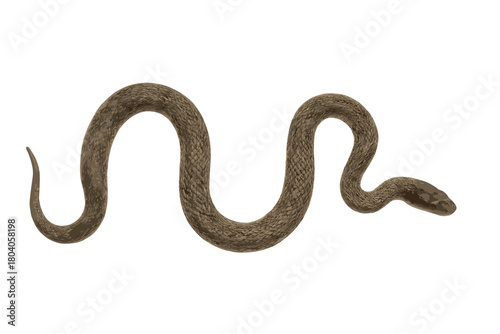 Curled brown snake body with detailed scales isolated on white background