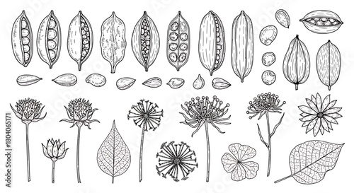 Botanical illustration of various plants, seeds, and pods in a detailed sketch style.