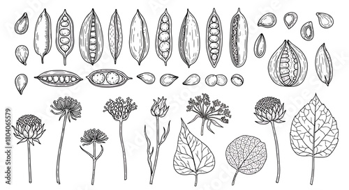 Botanical illustration of various plants, seeds, and pods.