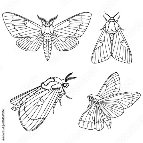 Moth Insect Collection Illustrations Hand Drawn Entomology Set Detailed Outline Drawings on White Vector Illustration