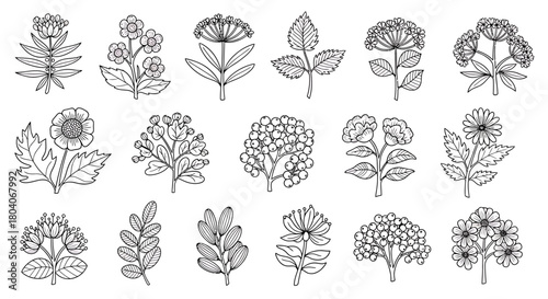 Collection of hand-drawn botanical illustrations featuring various wild flowers and herbs.