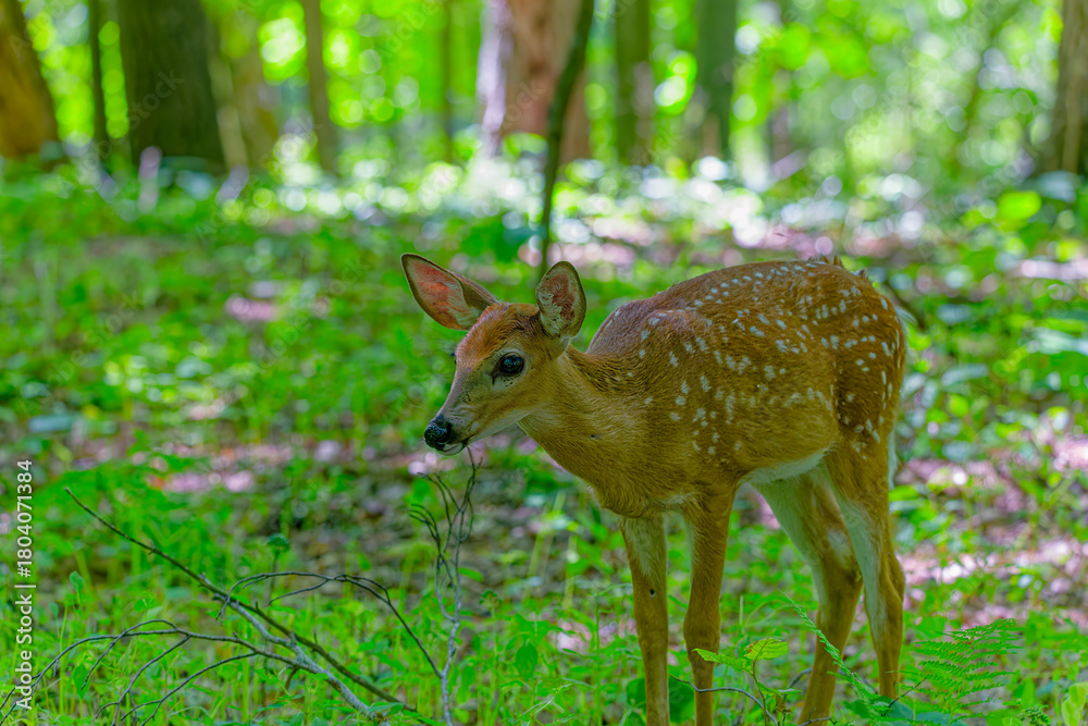 Fototapeta premium Fawn, the white-tailed deer (Odocoileus virginianus), also known as the whitetail or Virginia deer