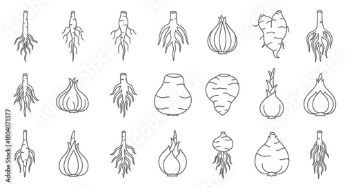 Collection of various root vegetables and bulbs in a hand-drawn sketch style.
