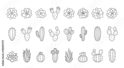 Collection of various succulent and cactus plants in outline style.