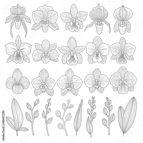 Detailed black and white line art illustration of various orchid flowers and botanical elements.