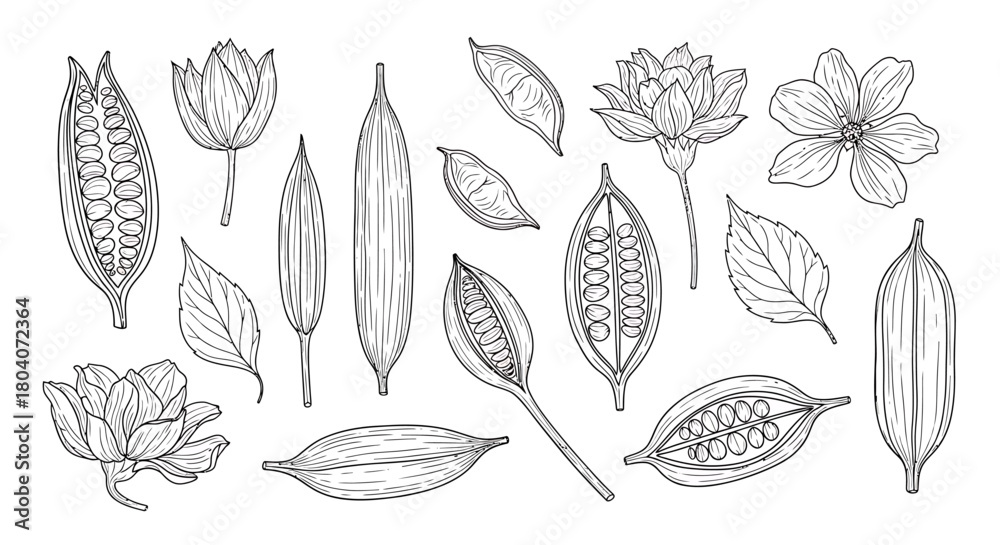 Fototapeta premium Detailed Botanical Illustrations of Cardamom Pods, Flowers, and Leaves.