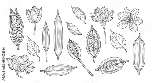 Detailed Botanical Illustrations of Cardamom Pods, Flowers, and Leaves.