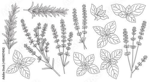 Detailed Line Art Illustration of Various Herbs and Aromatic Plants.