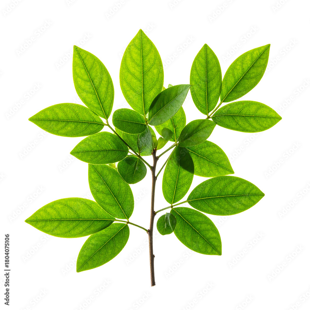 Fototapeta premium Vibrant Green Leaves: A close-up shot of a branch adorned with radiant, emerald green leaves. The leaves display intricate textures, showcasing the raw, natural beauty of flora.