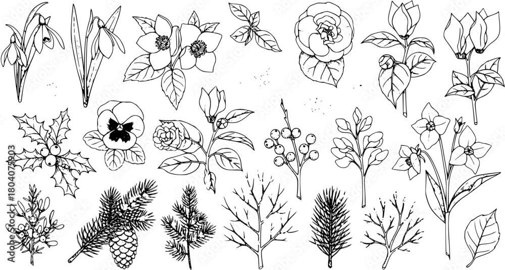 Fototapeta premium Hand-Drawn Floral Elements Set: Botanical Illustrations for Winter and Spring Designs