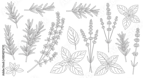Hand-drawn botanical illustration of various herbs and spices.