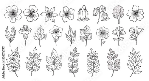 Hand-drawn botanical illustrations featuring a variety of delicate flowers and intricate leaves.