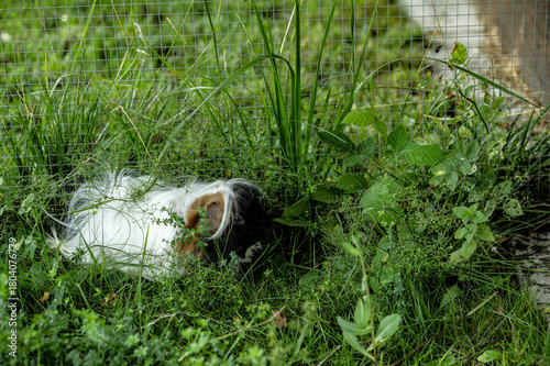 meerschweinchen tier natur nager