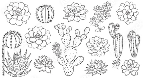 Hand-drawn collection of various succulent plants and cacti in outline style.