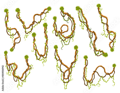 Liana branch set. Twisted wild jungle vine plants. Woody natural tropical rainforest, exotic botany element. Vector design element