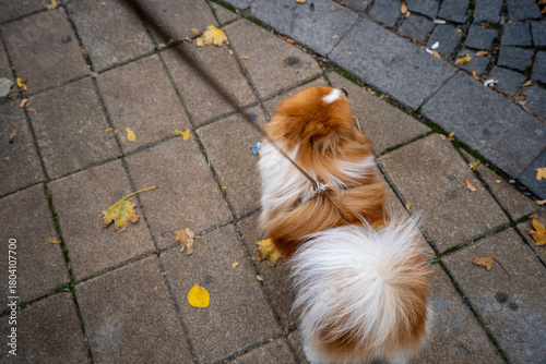 Fototapeta Naklejka Na Ścianę i Meble -  dog in the street