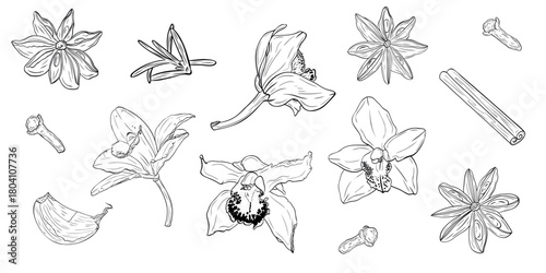 Monochrome botanical drawing of fragrant herbs and spices. Set, clip art. Graphic hand drawn ink vector. Good for decoration of cooking, spa, menu, decor, stickers, eco food