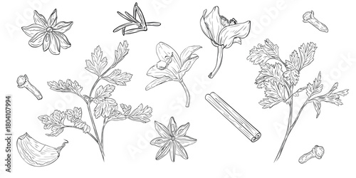 Monochrome botanical drawing of fragrant herbs and spices. Set, clip art. Graphic hand drawn ink vector. Good for decoration of cooking, spa, menu, decor, stickers, eco food