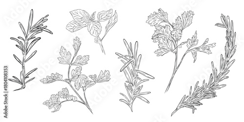 Monochrome botanical drawing of fragrant herbs and spices. Set, clip art. Graphic hand drawn ink vector. Good for decoration of cooking, spa, menu, decor, stickers, eco food