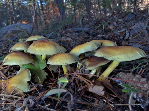 mushrooms in the forest