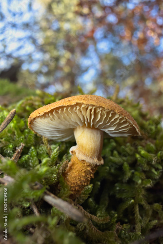 mushroom in the forest