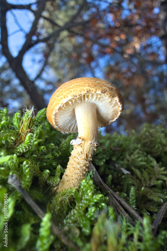 mushroom in the forest
