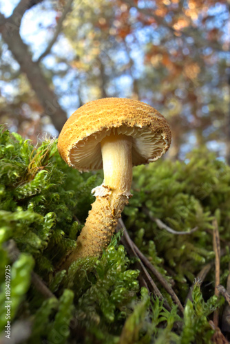orange cap boletus