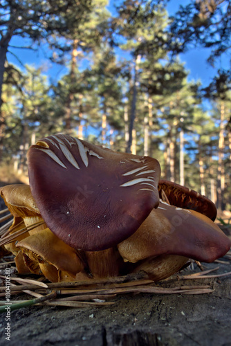 mushroom in the forest