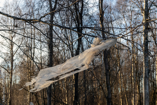piece of clear plastic caught on a bare tree branch