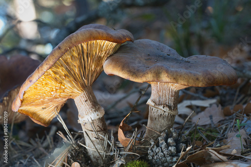 mushrooms in the forest