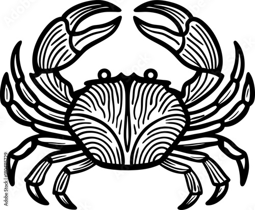 Detailed crab illustration in black and white marine crustacean line art with pincers, claws, shell, ocean animal graphic