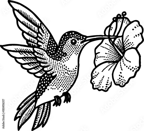 Hummingbird feeding on hibiscus flower detailed black and white illustration of bird drinking nectar, pollination concept