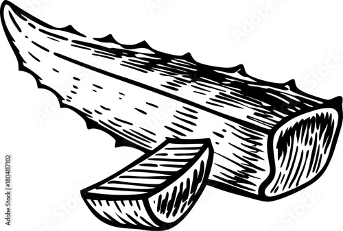 Aloe vera leaf section with slice sketch succulent herbal plant, healing nature for skincare and wellness remedies