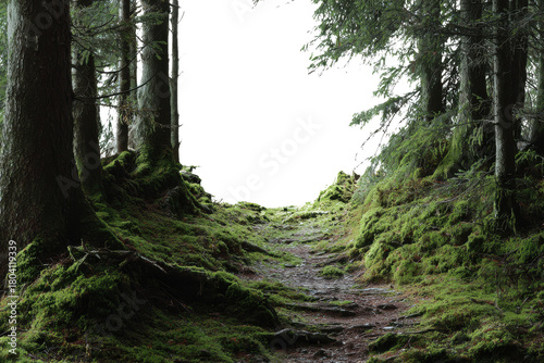 Mossy forest path with dark void in center and pine trees green, Isolated On Transparent Background, Png Cut Out