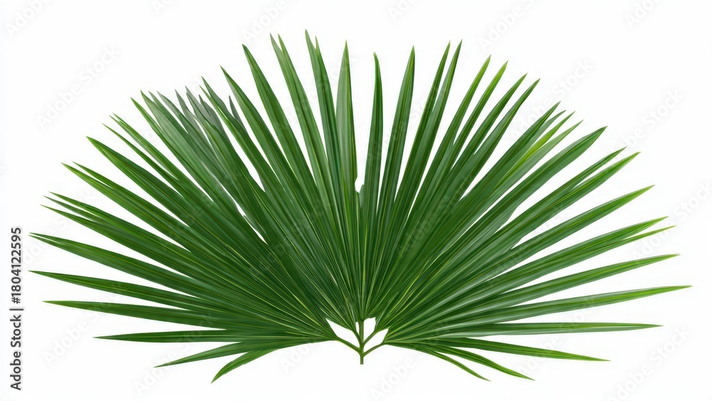 Fototapeta premium A single green palm leaf with radiating fronds isolated against a plain white background studio shot