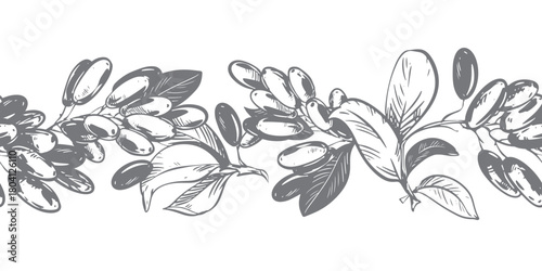 Linear sketch of barberry. Seamless horizontal pattern. Vector illustration of this sour berry. Imitation of an old engraving. Barberry branches lie on a table. Ink drawing.