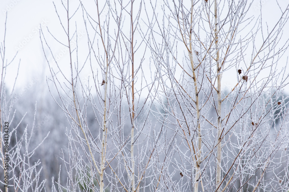 Obraz premium Frosty morning in the forest. Trees covered with hoarfrost. White birch in frost