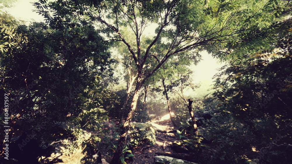 Obraz premium Bright sunlight gently streams through tall trees, casting soft shadows on the forest floor. The air is filled with the beauty of nature and the sound of rustling leaves.