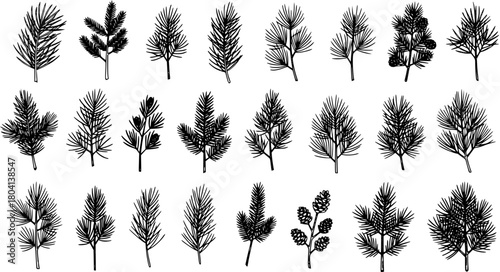 Hand-drawn Black Vector Set of Coniferous Tree Branches, including Pine and Fir Sprigs with Cones. Botanical Evergreen Plant Elements Collection for Winter  Christmas Design.