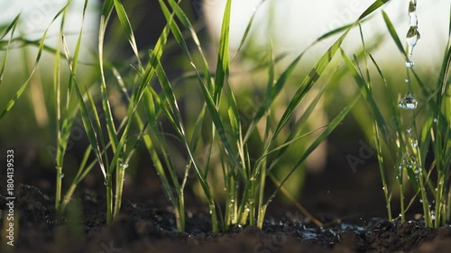 Young grass sprout growing in soil with water droplet and dew on leaf and shoot while root develops under moist soil and sunlight filters through blade creating fresh growth and gentle natural texture