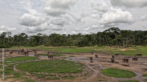 A large herd of elephants in a glade in the jungle on a sunny day.