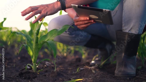 Inspecting corn plant with tablet in field while farmer checks soil and plant growth using agriculture technology to monitor crop health and crop growth during inspection supporting agriculture