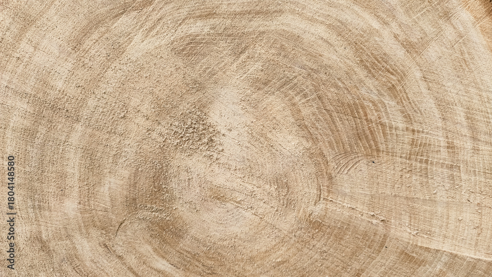 Naklejka premium Detailed texture of a light oak tree stump with visible growth rings.