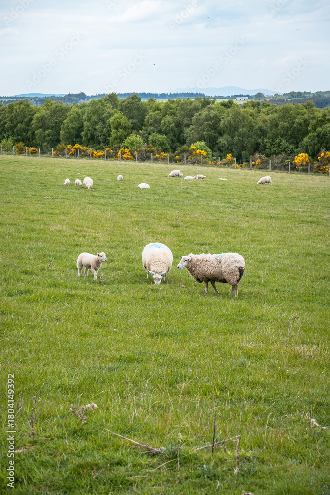 Fototapeta premium Ewe sheep and lamb in green field