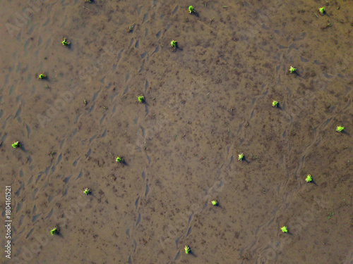 Aerial view of vibrant green sprouts puncturing the moist earth, creating a textured tapestry of life and growth, Klaten Regency, Central Java, Indonesia.