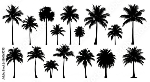 Black Silhouette Vector of Palm Trees in Various Shapes and Heights, Tropical Minimal Design, Clean Crisp Edges, Isolated on White Background, Exotic Nature Vector Illustration

