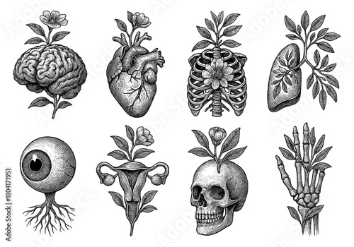 Nature anatomy fusion: botanical elements with human organs in vintage style