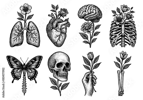 Intricate vintage anatomy and floral art set for creative projects