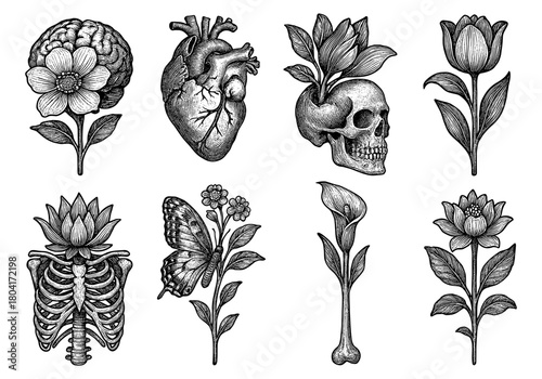 Detailed botanical and anatomical ink art: skull, heart, and floral elements