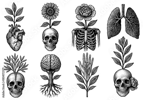 Nature and anatomy fusion: skulls, flowers, and organs in detailed ink art